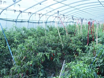 Agricultural Production Agricultural Production